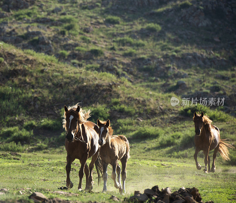 放养的马在山上的草地上奔跑