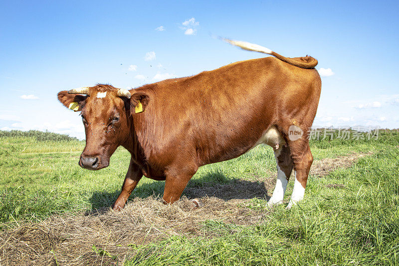 奶牛跪着站起来，在绿油油的牧场上，蓝天白云，饲养着:“深红色”的荷兰传统牛。