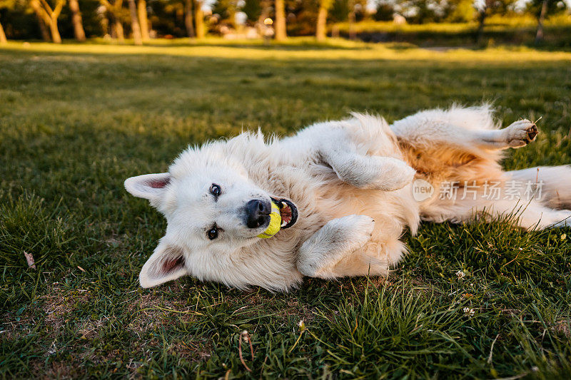 瑞士牧羊犬在公园里玩网球