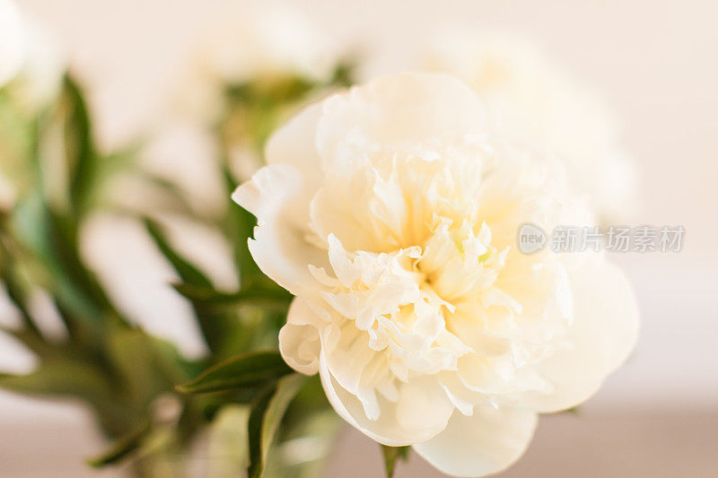 乳白色牡丹花盛开，背景为中性色
