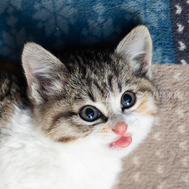 方格式的小猫咪近距离与她的舌头