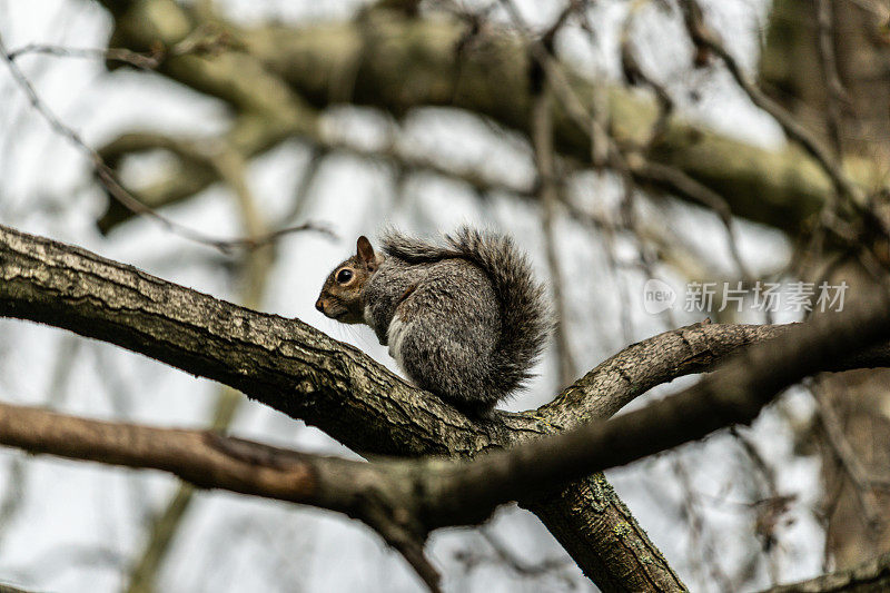 一个狐狸松鼠的特写镜头在一个模糊的背景的树枝上