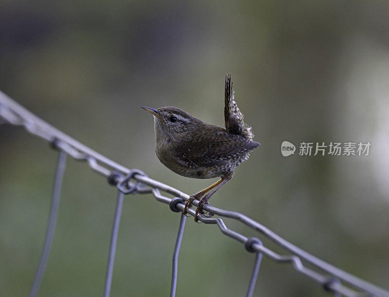 雷恩