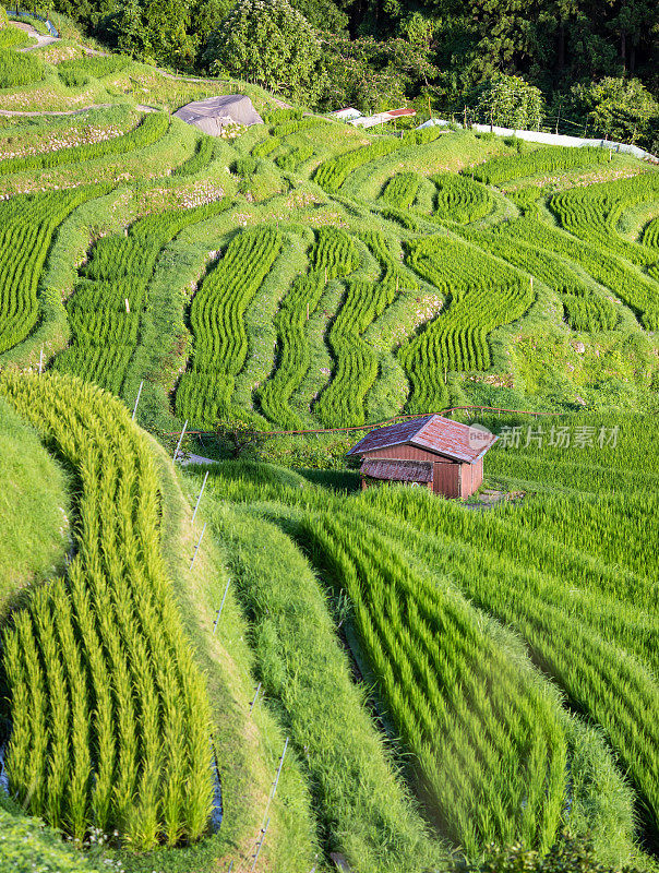 稻田梯田与谷仓熊野，三重