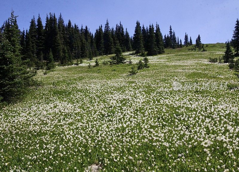 雪崩百合花的广阔山坡草地