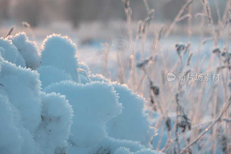 在大雪和暴风雪之后，草在大的漂移，冬季天气寒冷，大量的降水以雪的形式覆盖了草和干燥的植物