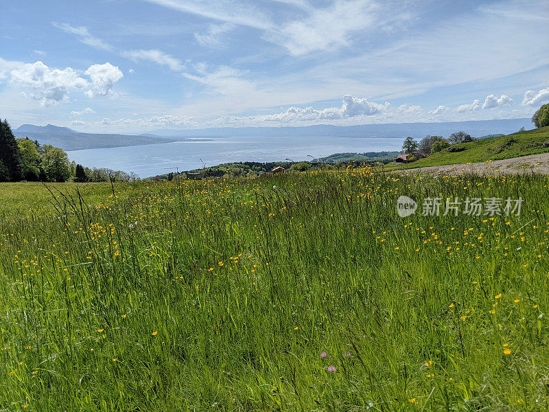 俯瞰瑞士日内瓦湖的Pelerin山顶草地上的鲜花