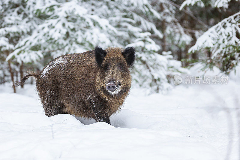 野猪站在冬天的大自然里