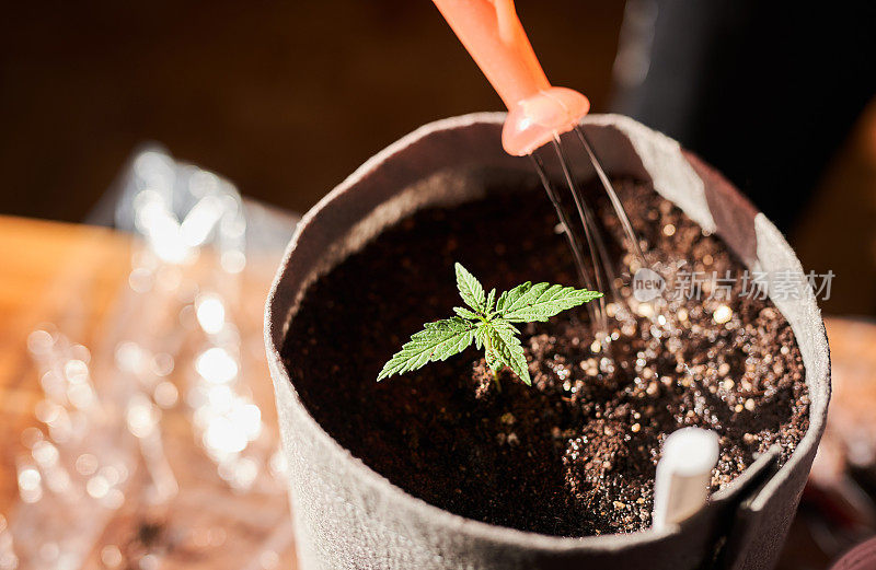 照片中，一个面目全的男人正在给从土壤中长出来的大麻浇水