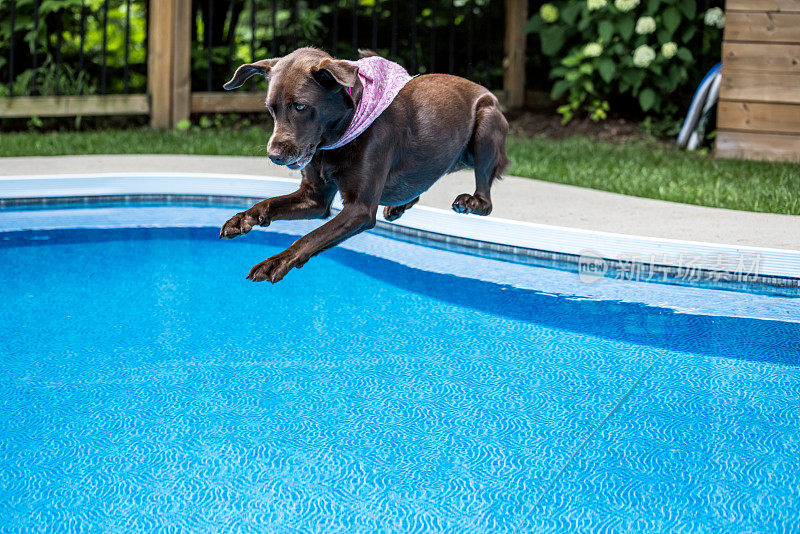 拉布拉多狗在游泳池里跳跃