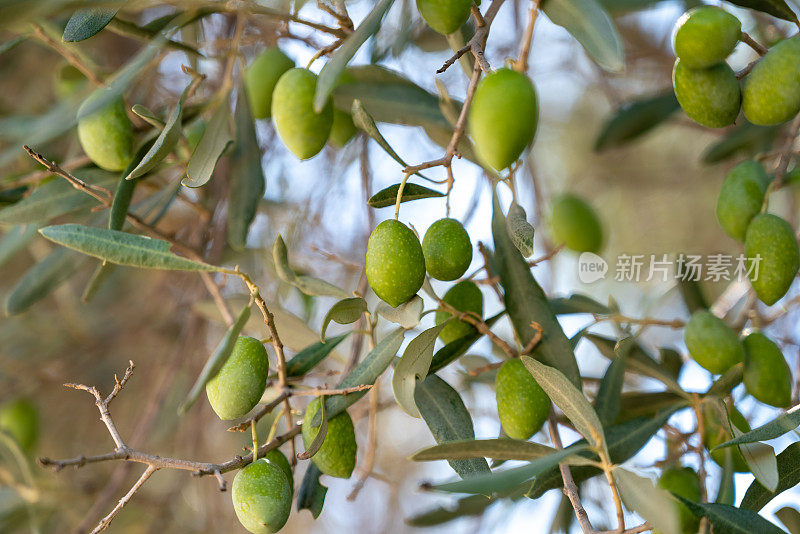 特写的成熟的橄榄挂在橄榄树的树枝上