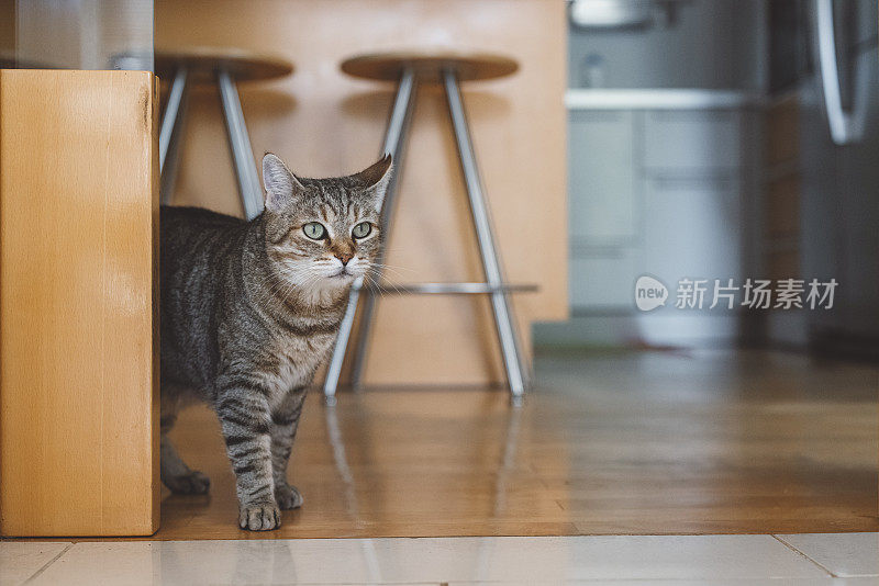 猫在屋内硬木地板上休息