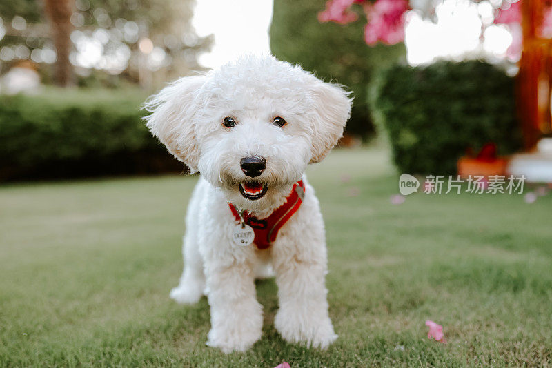 白色小猎犬喘息的特写镜头