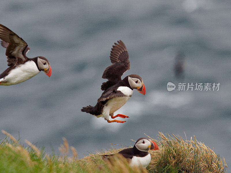 大西洋海雀