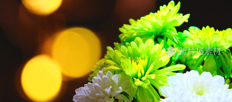 绿色和白色菊花或菊花花，母亲节，生日，婚宴或宴会。