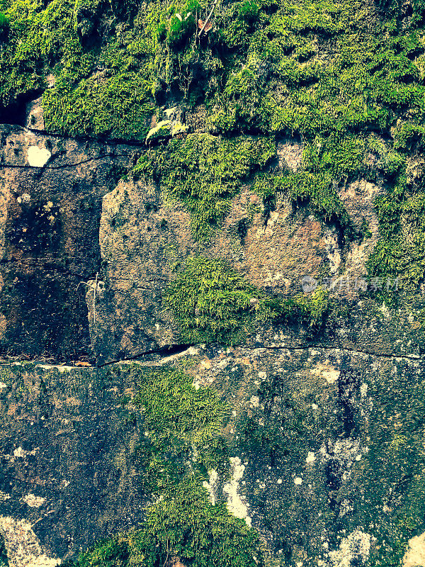 湿石纹理长满苔藓。