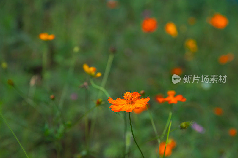 春天的花园里百花盛开。天然植物的背景。