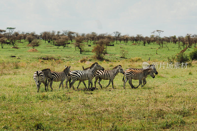 阳光明媚的日子里，一群斑马在野生大草原上行走