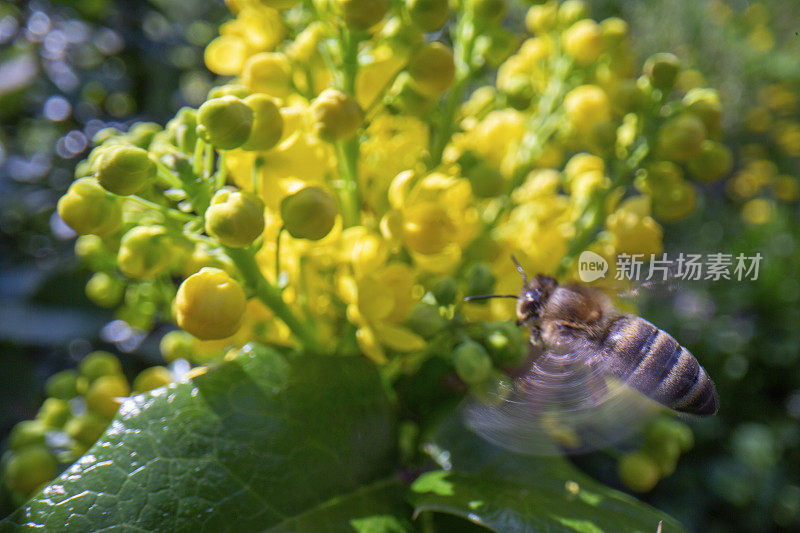 宏观侧视图蜜蜂如何飞到花马蹄花