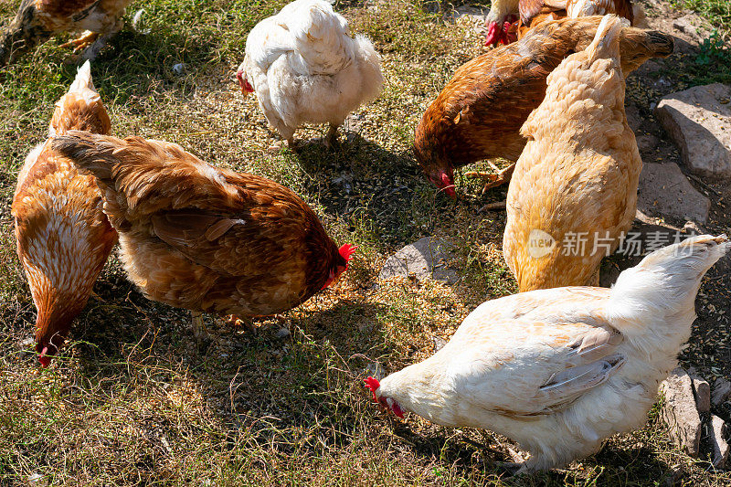 许多家禽鸡在乡下的院子里吃草。母鸡在草地上啄食谷粒。