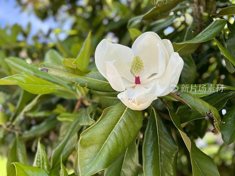 白玉兰树和花