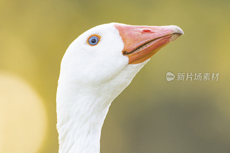 春天的一个晚上，家鹅的头像