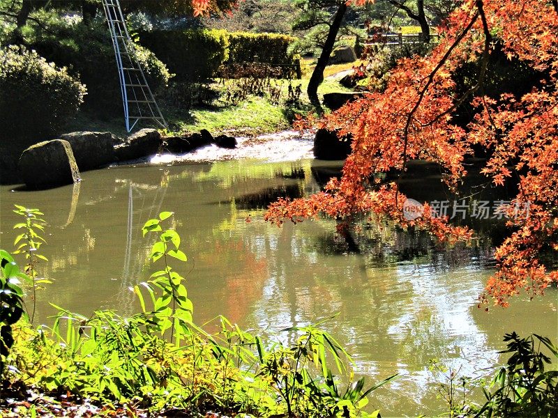 日本。12月晴朗的一天。公园里的池塘。