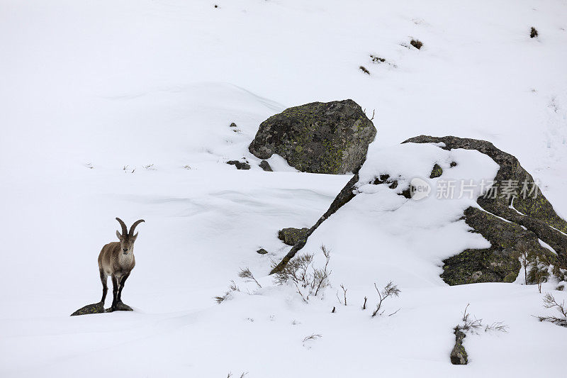 西班牙野山羊，雪覆盖的岩石环境