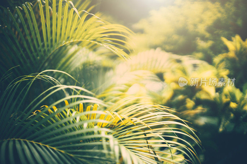 棕榈树叶。热带树木的背景