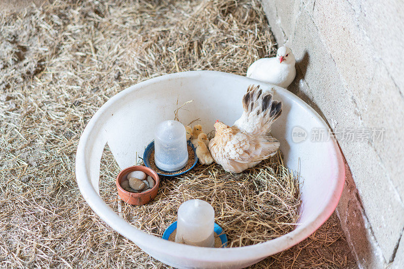 矮脚鸡和小鸡在谷仓里保护