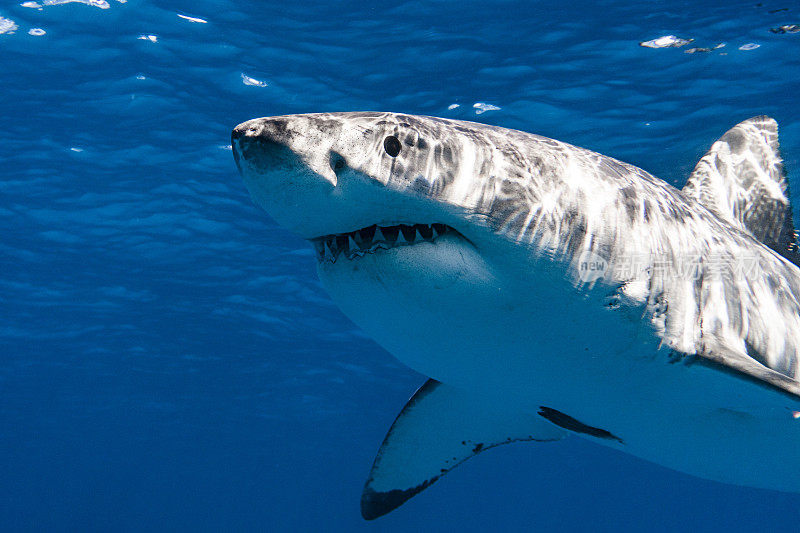 大白鲨是顶级捕食者，在明亮的阳光下游泳