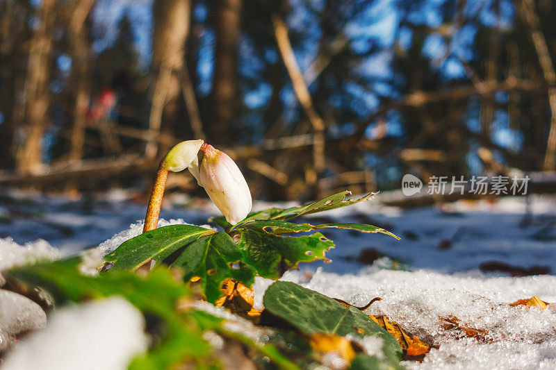 第一个Hellebore在雪