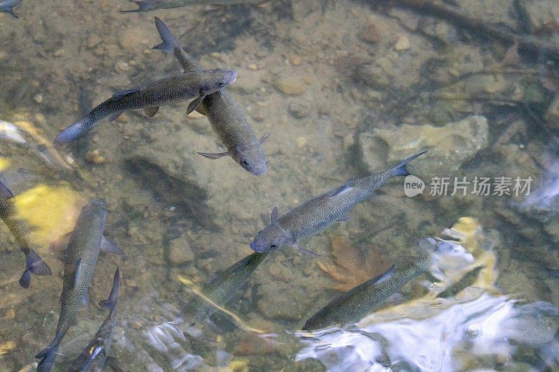 淡水鱼在镜头前摆姿势。