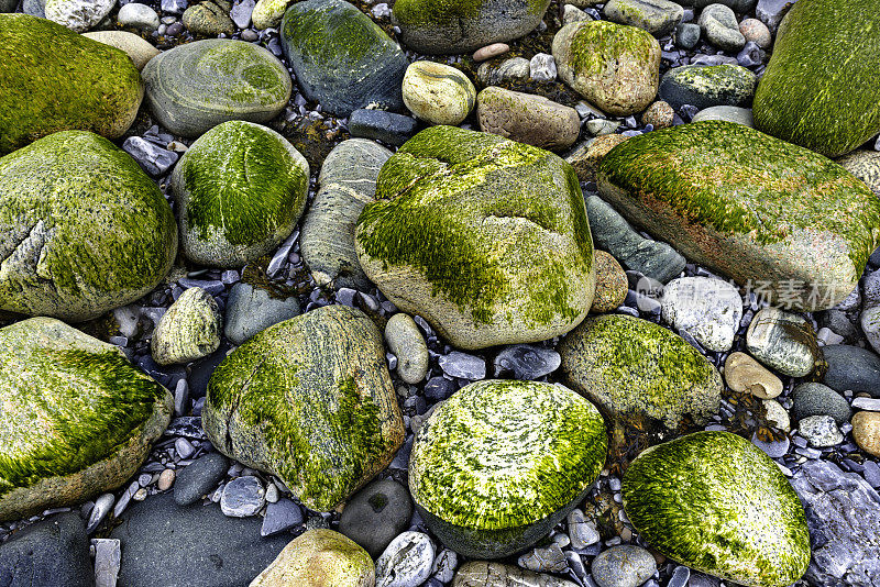 扫帚点的彩色鹅卵石。格罗斯莫恩国家公园，纽芬兰，加拿大