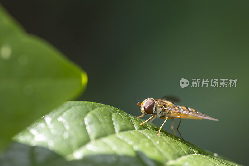 在一片树叶上盘旋飞翔