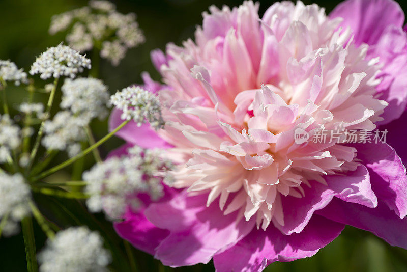 花园里牡丹花开