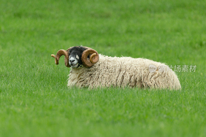 长着漂亮犄角的公羊，在多雨的夏天躺着咀嚼茂盛的绿草。