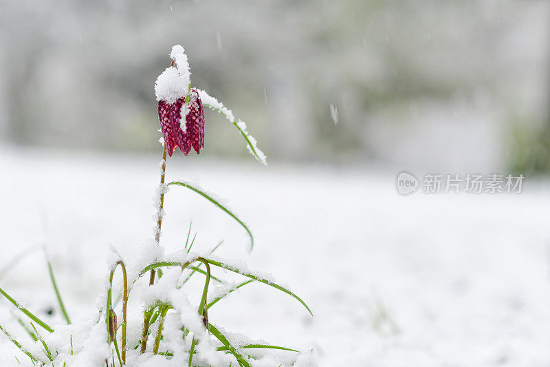 在cellebroedersport的Kampen公园里，一只被雪覆盖的蛇头贝母