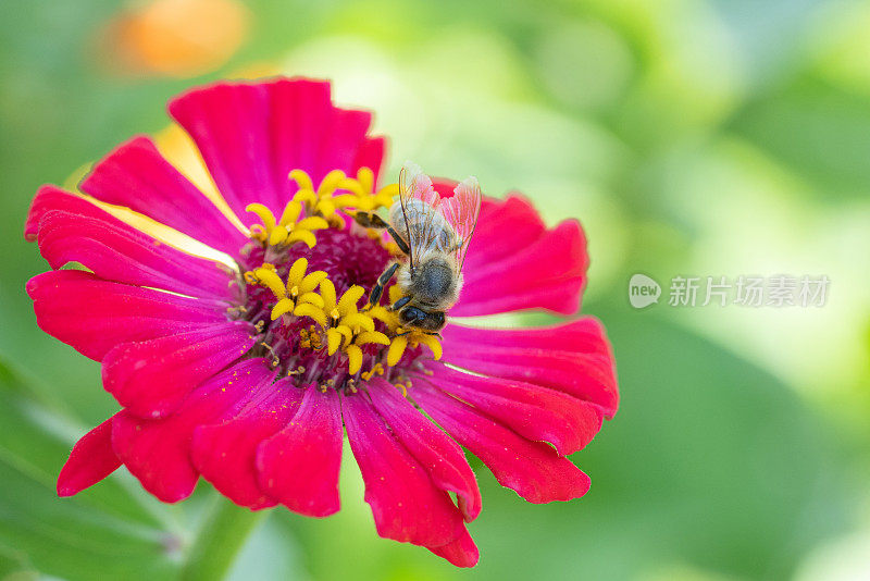 蜜蜂采集花粉