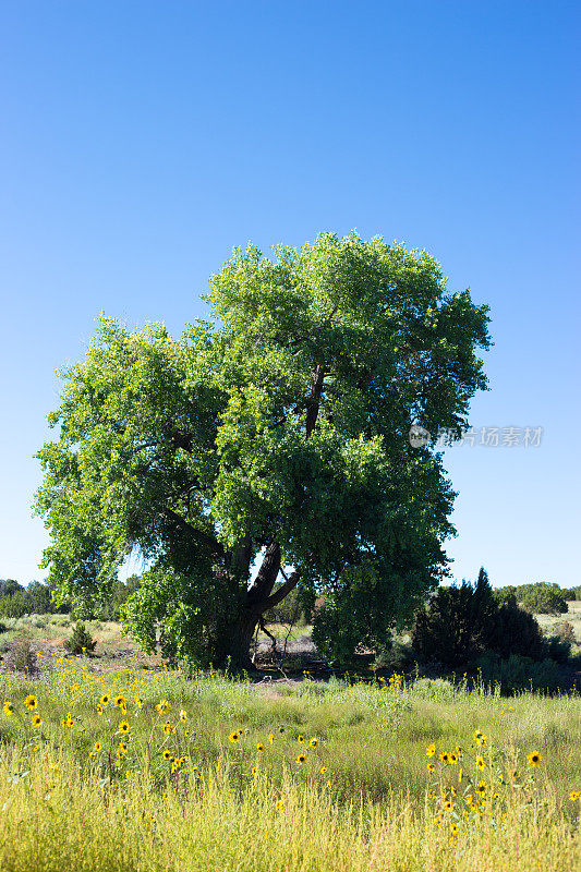 单一充满活力的绿色棉杨树在阳光明媚的夏天的田野