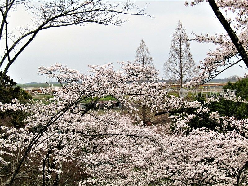 日本。三月底。到处都是樱花。