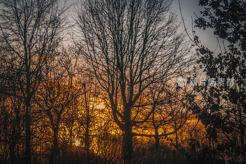日落时的冬树