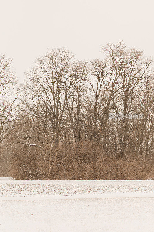 2022年12月，俄亥俄州奇利科特的雪天里，奇形怪状的雪树