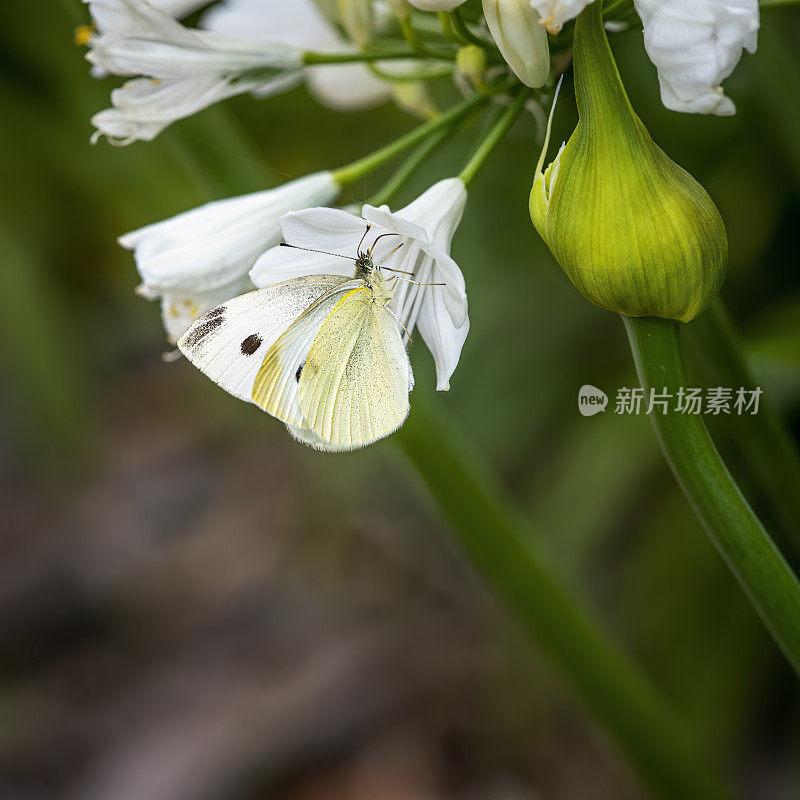 卷心菜蛾（芸苔蛾）