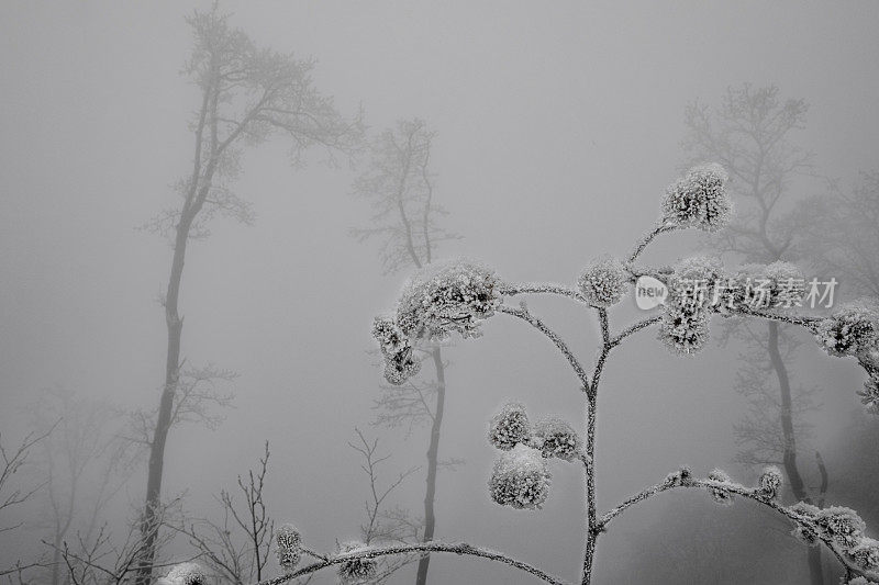 奥地利，冰雪覆盖的牛蒡。