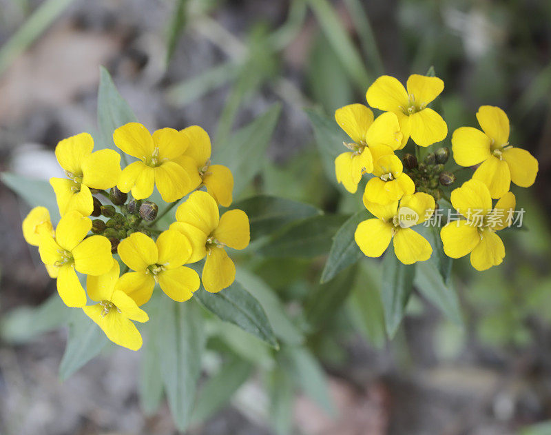 壁花(Erysimum规范)。