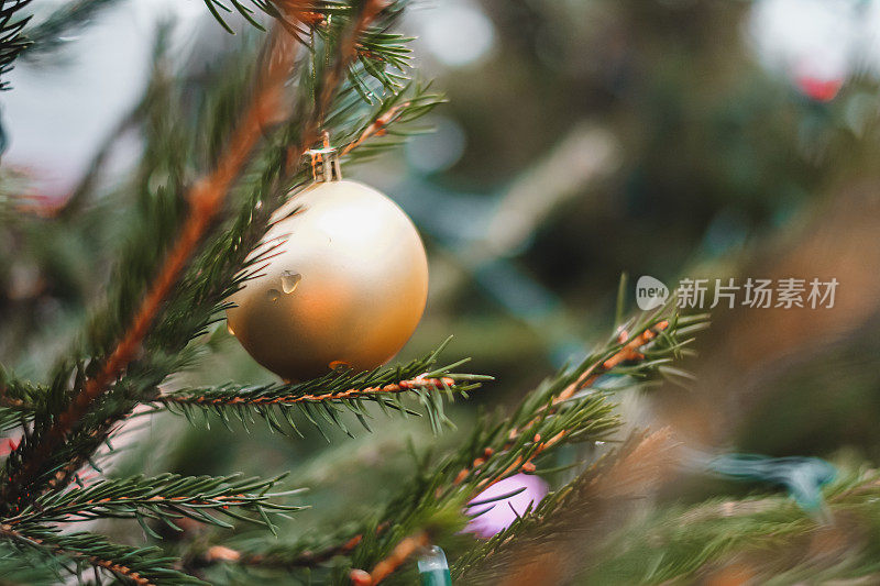 特写金色的小玩意在潮湿的松树树枝上