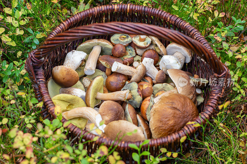 森林食用蘑菇的混合物。新鲜收获的月桂和牛肝菌