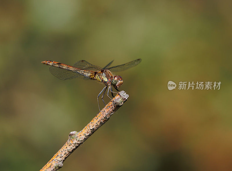 飞镖蜻蜓(黄纹蜻蜓)