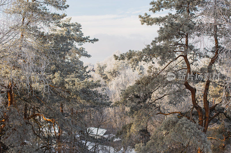 松树在晴天。冬季森林。树枝上的雪。自然背景。寒冷的天气。气候。毛皮的树。暴雪